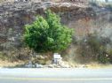 הגלעד בצל העץ, לצד הכביש המוביל לאלפי מנשה